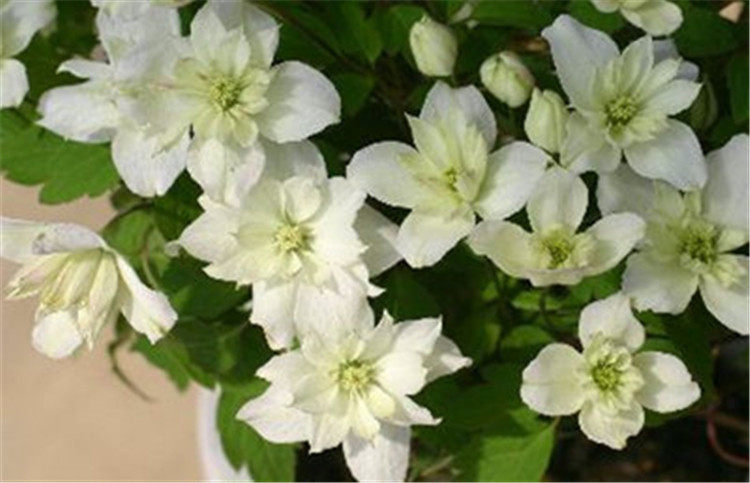 爱种花的王大爷 蒙大拿系列重瓣绣球藤铁线莲&lsquo;蓝眼睛&rsquo;100