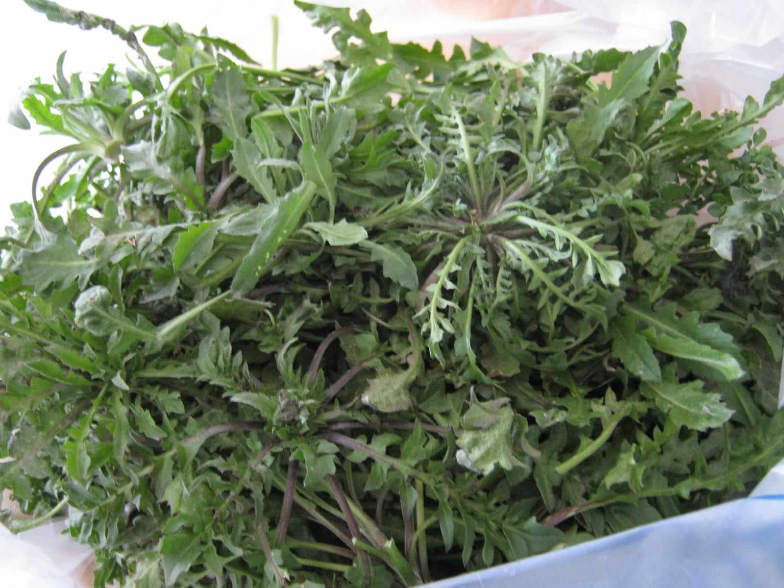 这个春季美味的野菜你吃了几种,又认识几种?