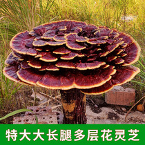 Dong Township Extra-wild Ganoderma lucidum ornamental Ganoderma lucidum multi-layer red Ganoderma lucidum big long leg high flower Ganoderma lucidum bonsai