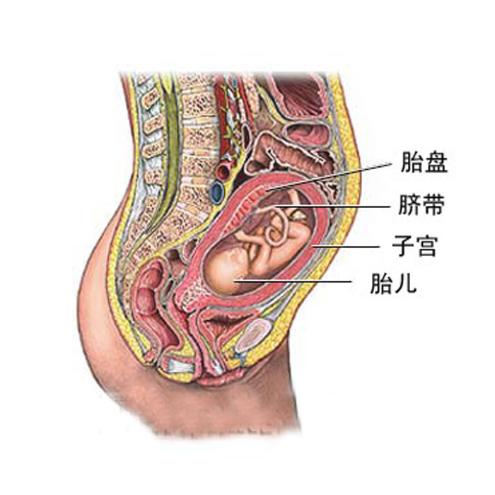 生完娃胎盘你吃了吗?胎盘到底能大补嘛