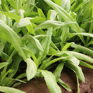 密云农家 新鲜莜麦菜 油麦菜 青菜 小叶菜 新鲜蔬菜400g 无农药