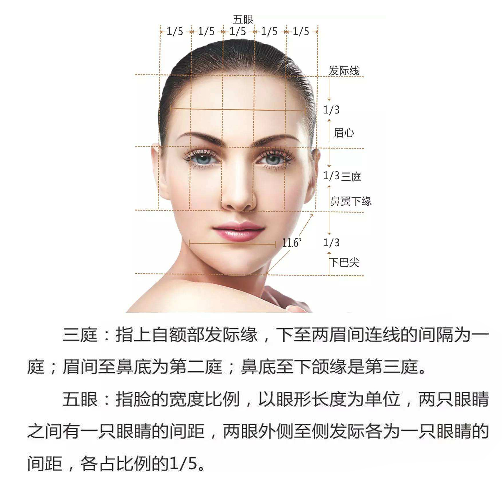 标准三庭五眼图比例图片