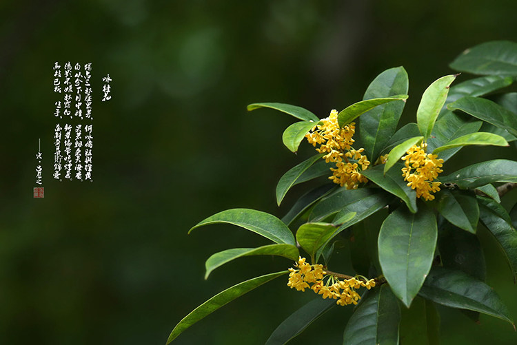 小敏家 云南野生桂花 人工挑选自然晒干 无任何添加 天然无添加