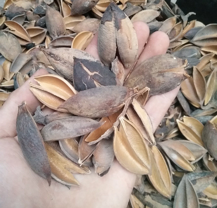 桐树花壳 桐树花蒂 桐树壳 野生天然 农家自摘500克包邮