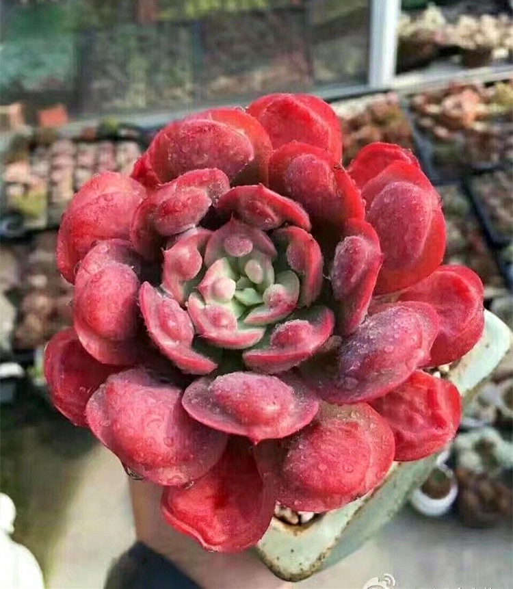 【多肉雨滴】多肉植物带疣雨滴 多肉植物 多肉雨滴 雨滴多肉 包邮_7折