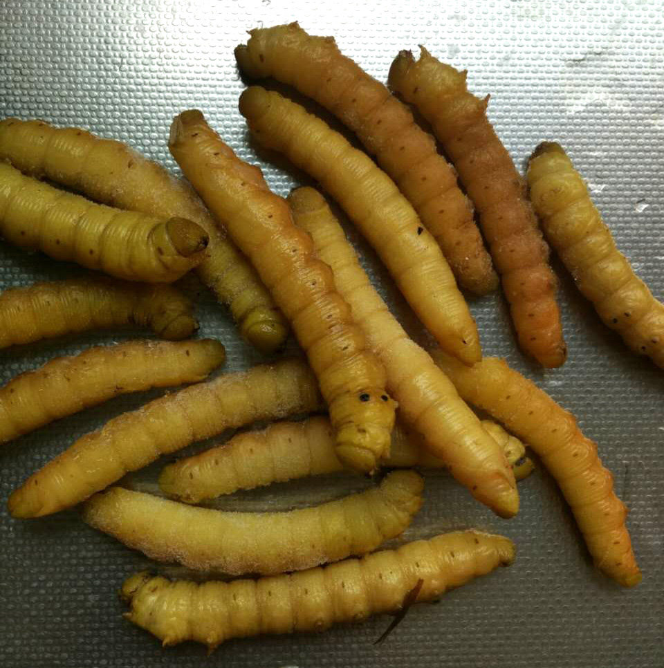 冷冻豆丹青虫500g野生豆虫豆参豆天蛾幼虫高蛋白昆虫食品3斤包邮