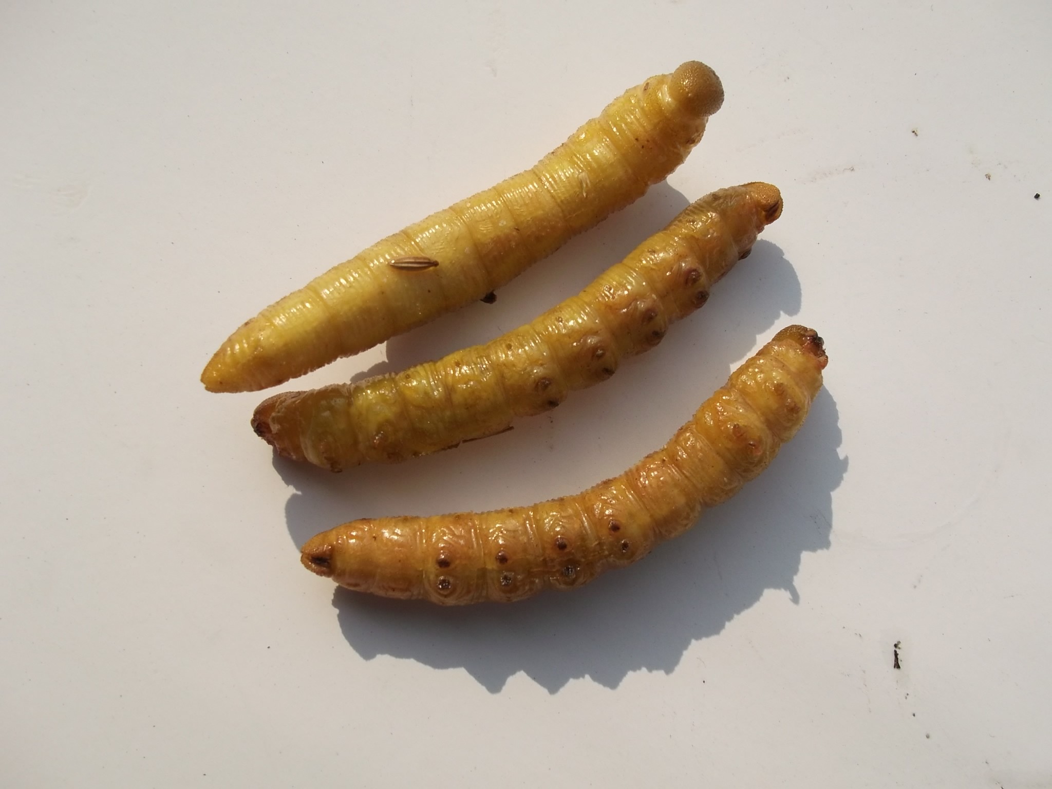沂蒙特产油炸豆虫野生豆丹豆青虫子高蛋白重口味个性昆虫即食美味