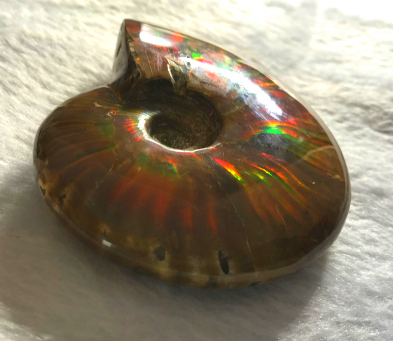 马达加斯加 天然斑彩螺海螺化石斑彩螺 发财螺摆件