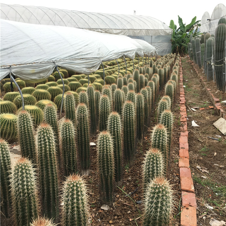 实生仙人柱 狼牙棒 庭院植物 大柱子幸福柱 嘉龙园艺 金黄色新品_7折