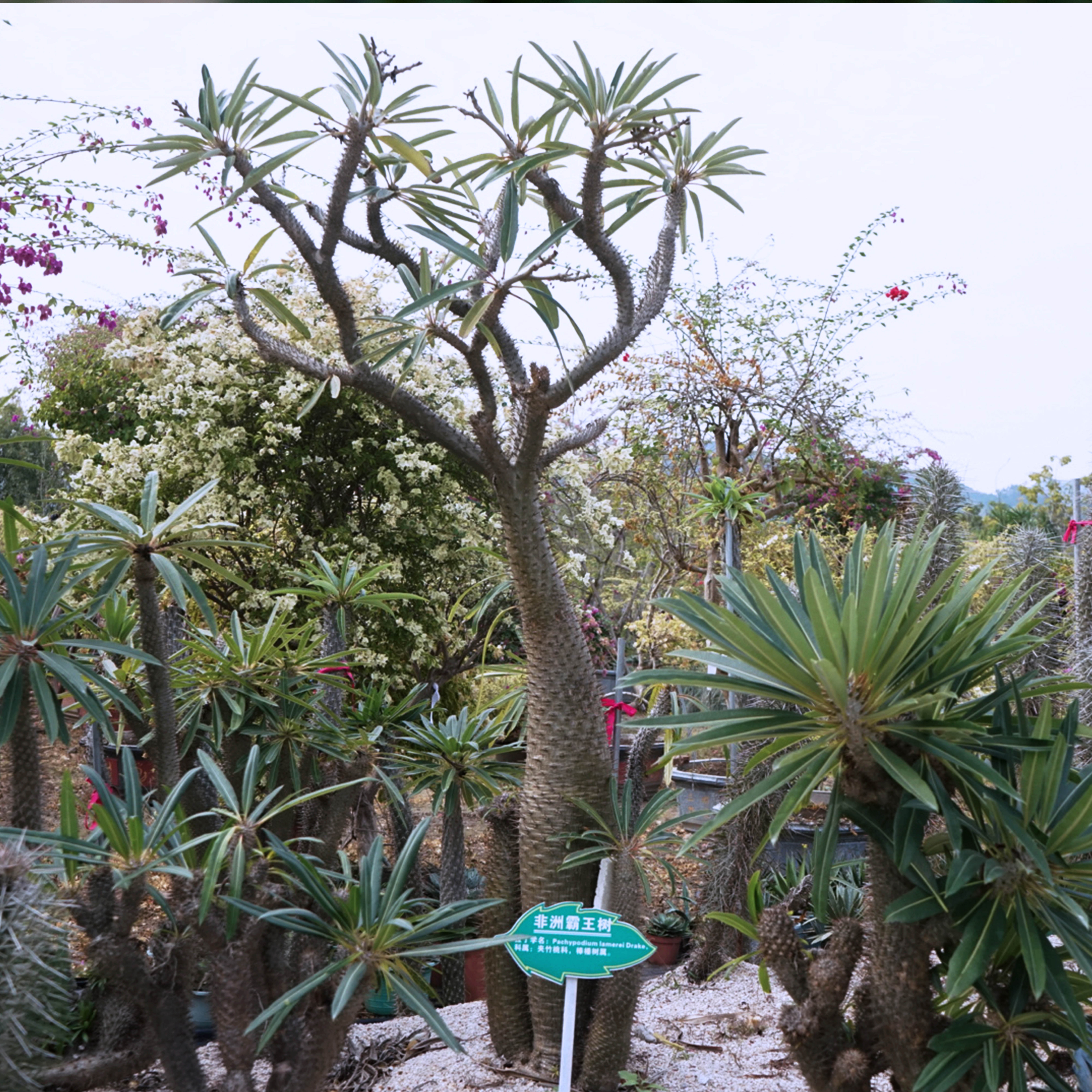 非洲霸王树 夹竹桃科棒槌树属 性冷淡风盆栽 店铺庭院绿植 多头