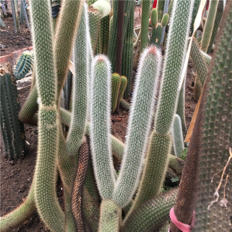 吹雪柱 仙人柱 白毛柱 仙人掌科管花柱属 茎细圆柱状 盆栽观赏