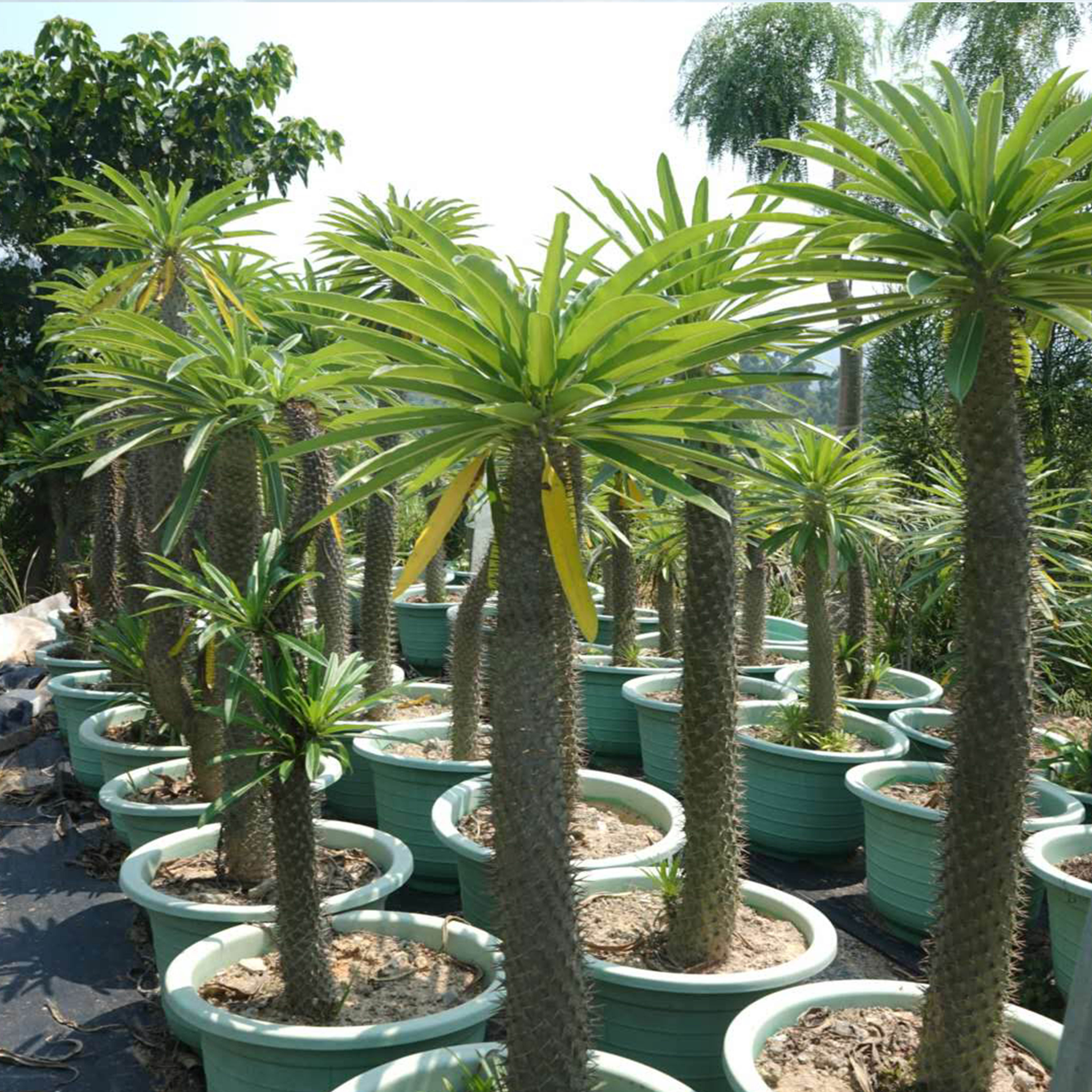 非洲霸王树夹竹桃科棒槌树属性冷淡风盆栽店铺庭院绿植