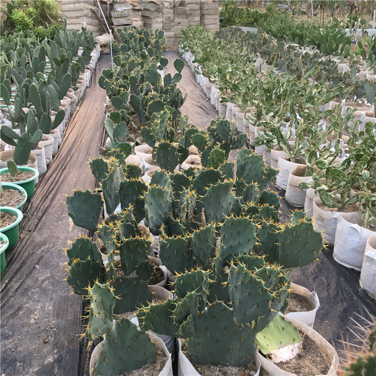 金武团扇仙人掌科 平安刺 opuntiatunamill金黄色茎扁平如扇热带