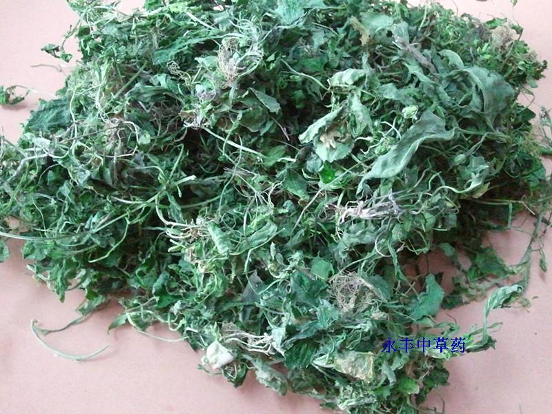 匍伏蓳 七星莲 野生抽脓白 秋脓白 祛脓 新鲜干品都有