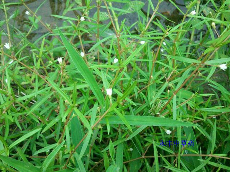 野生百花蛇舌草白花蛇舌草 新鲜有货了