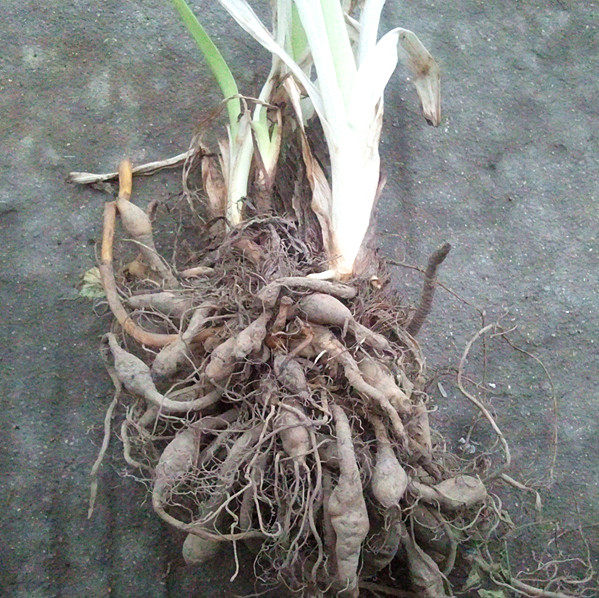 中草药材 野生金针根 萱草根 新鲜黄花菜根 和血 鲜