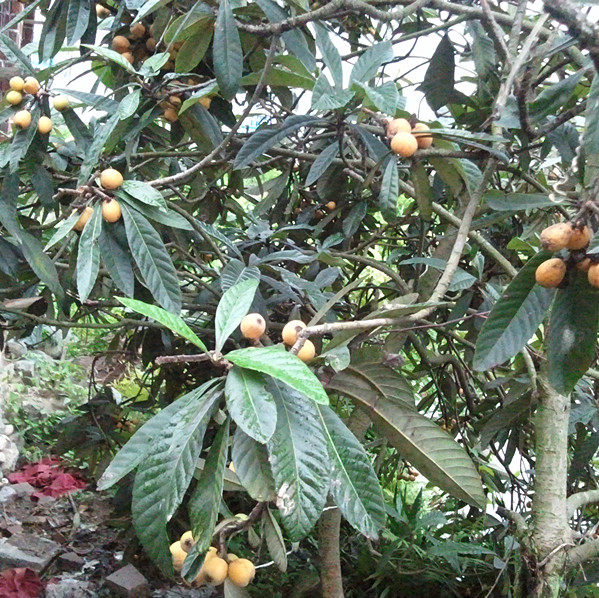 新鲜野生枇杷叶 琵琶叶 20一斤 新鲜