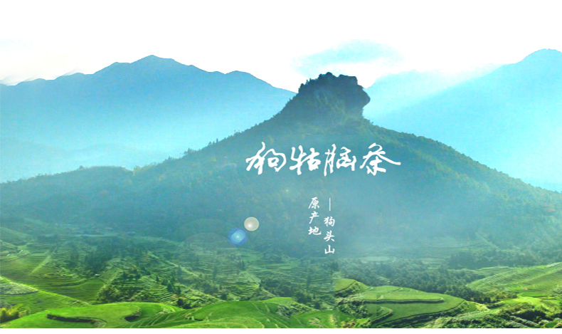 绿茶2017新茶叶江西遂川狗牯脑茶散装高山云雾茶浓香耐泡试喝包邮
