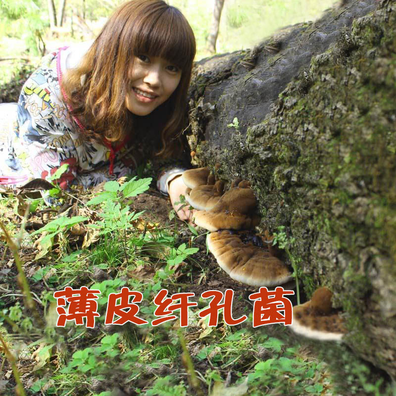 Wild thin-skinned fibrous bacteria Changbaishan wild fungus thin-skinned pinhole bacteria Thin-skinned back bacteria 250g