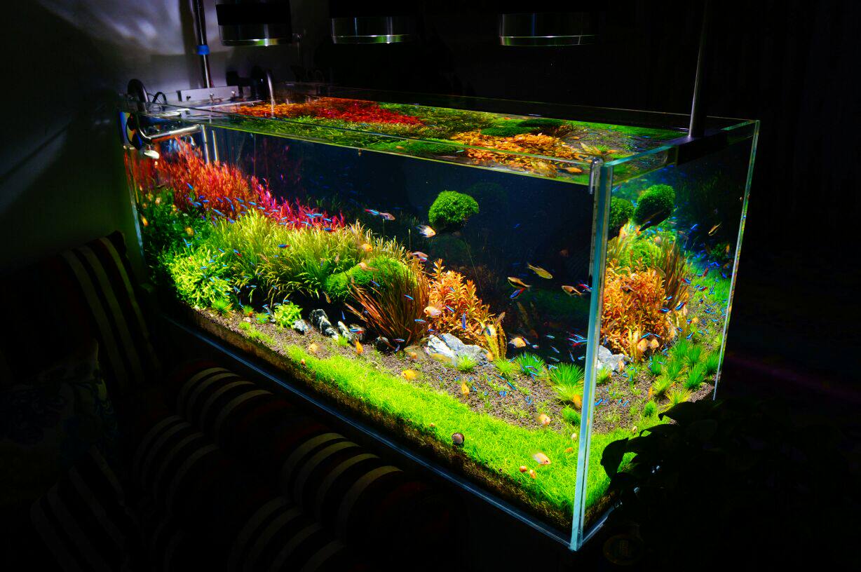 青岛本地【业余】水草缸,鱼缸,生态缸造景 布景服务