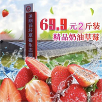 RMB69 2 catty stubble fruits selected frozen red face cream large strawberry fresh bouquet of pregnant women with fruit baking