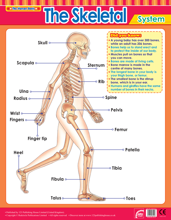 【中商原版】人体2 12张挂图 英文原版 the human body2