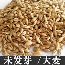 YL131 (non-Bud big wheat non-hair grain) (auxiliary grain) craft beer brewing