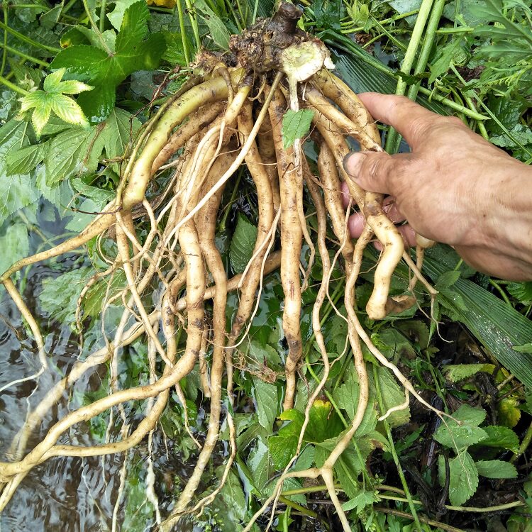 野生新鲜土牛膝根500g杜牛膝倒扣草接骨草扭伤牛七簕鸡骨癀鸡掇鼻