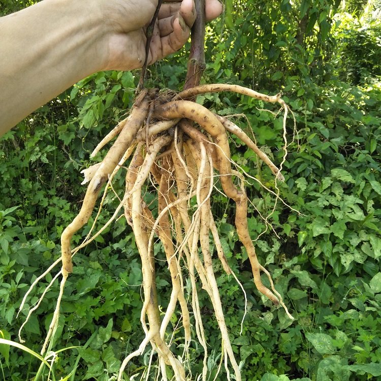 野生新鲜土牛膝根500g杜牛膝倒扣草接骨草扭伤牛七簕鸡骨癀鸡掇鼻