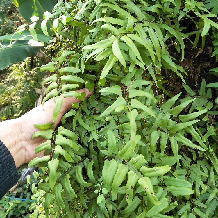 野生中草药材新鲜海金沙竹园荽现采藤左转藤罗网藤吐丝藤500g包邮