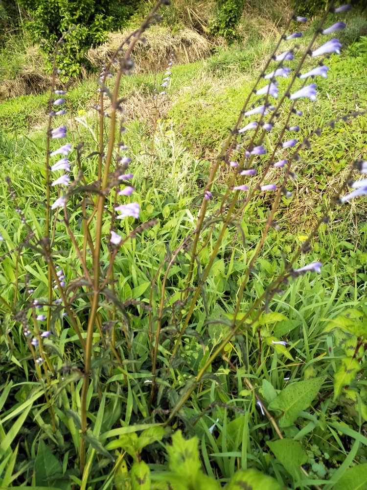 野生半枝莲新鲜现采四条棱500g四方草并头草赶山鞭可配白花蛇舌草