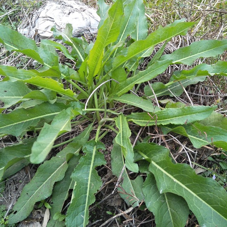 新鲜中草药野生土大黄根金不换牛舌头牛耳大黄洋铁叶羊蹄根血三七