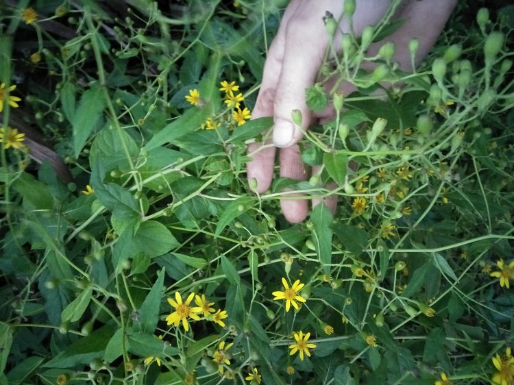 2018年岭南草药新鲜千里光野生黄花母九里明痱子宝宝洗澡现采500g