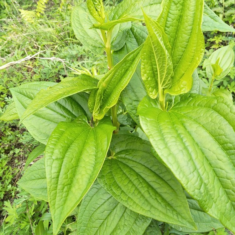 新鲜三白草根现挖白莲藕水木通白面姑三白根中草药500g生水莲藕_双氙