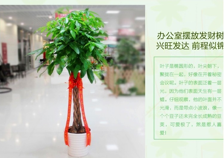 辫子独杆发财树盆栽 室内客厅办公室绿植盆景 大型高档花卉植物_7折