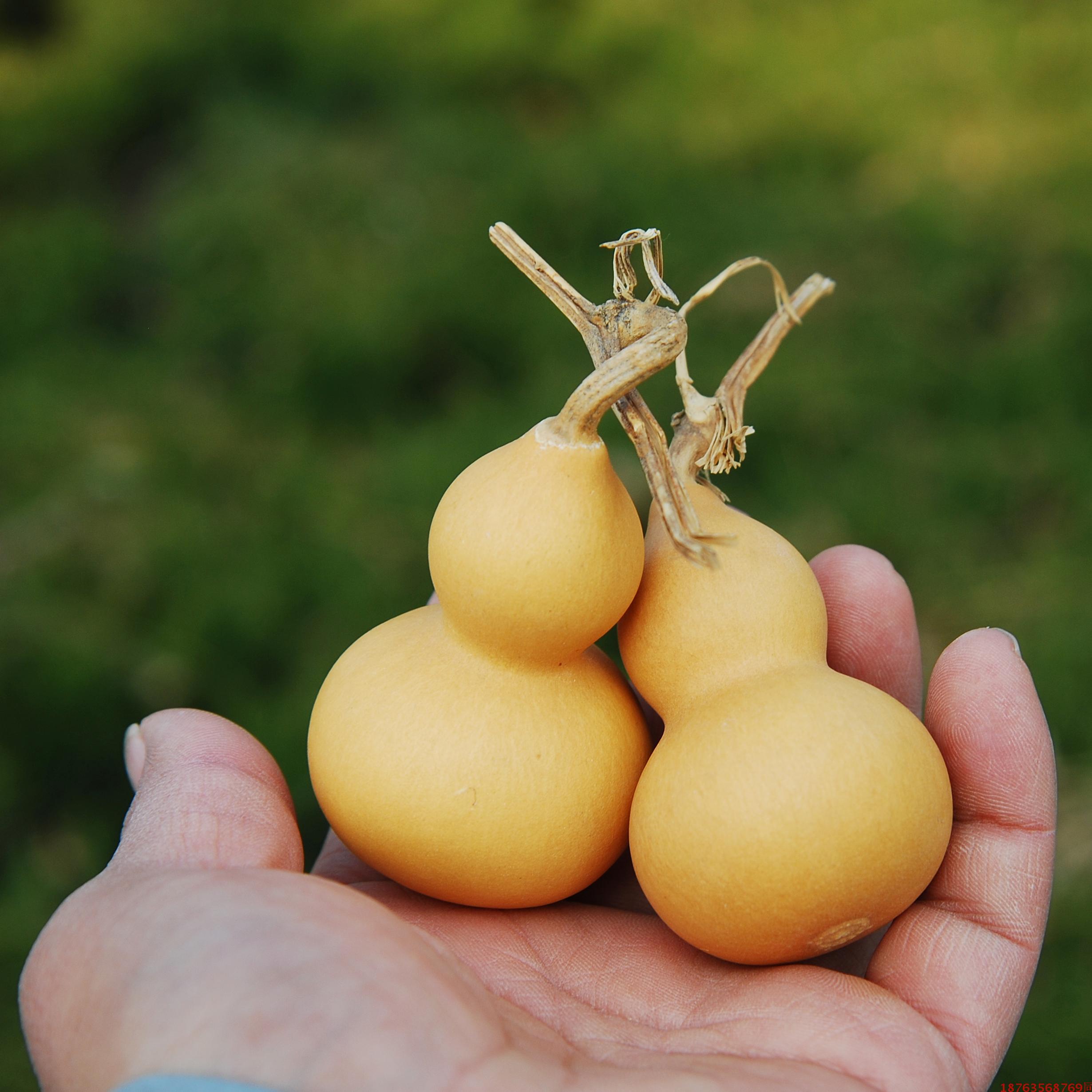 特价出售天然把玩小号葫芦摆件文玩手捻 响籽带龙头5厘米