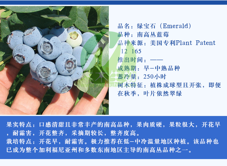 南高品种蓝莓树苗 一年钵苗 木木蓝莓苗 优瑞卡等多个
