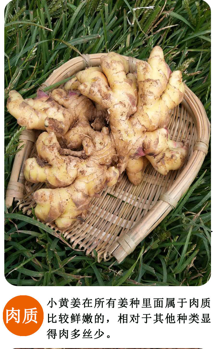 云南罗平小黄姜老姜土姜5斤生姜嫩姜姜种新鲜疏菜大姜砂姜仔姜