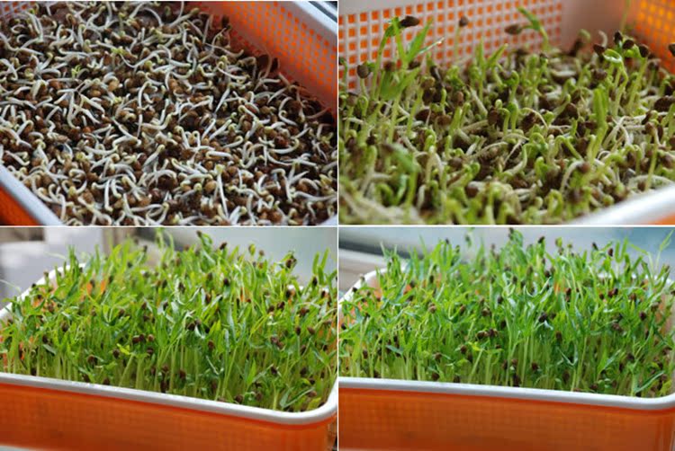 芽苗菜种子空心菜芽菜阳台菜蔬菜无土栽培藤藤菜通心菜水培包邮