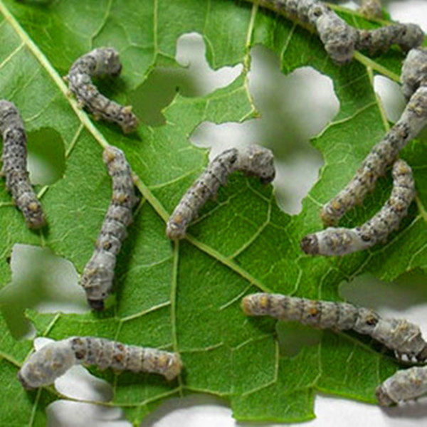 蚕宝宝活体套装蚕幼虫七彩蚕蚕卵1龄-5龄学生养蚕送新鲜桑叶工具