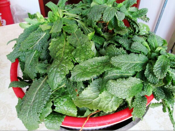 山间野菜 新鲜癞蛤蟆菜 蛤蟆皮草菜 青蛙皱皮草荔枝草 中药材治炎