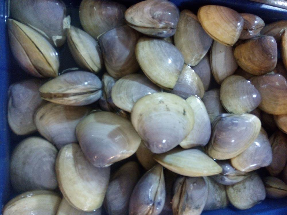 湛江鲜活海螺野生贵妃螺新鲜蚌贝类办酒席海鲜1份10只大号天鹅蛋