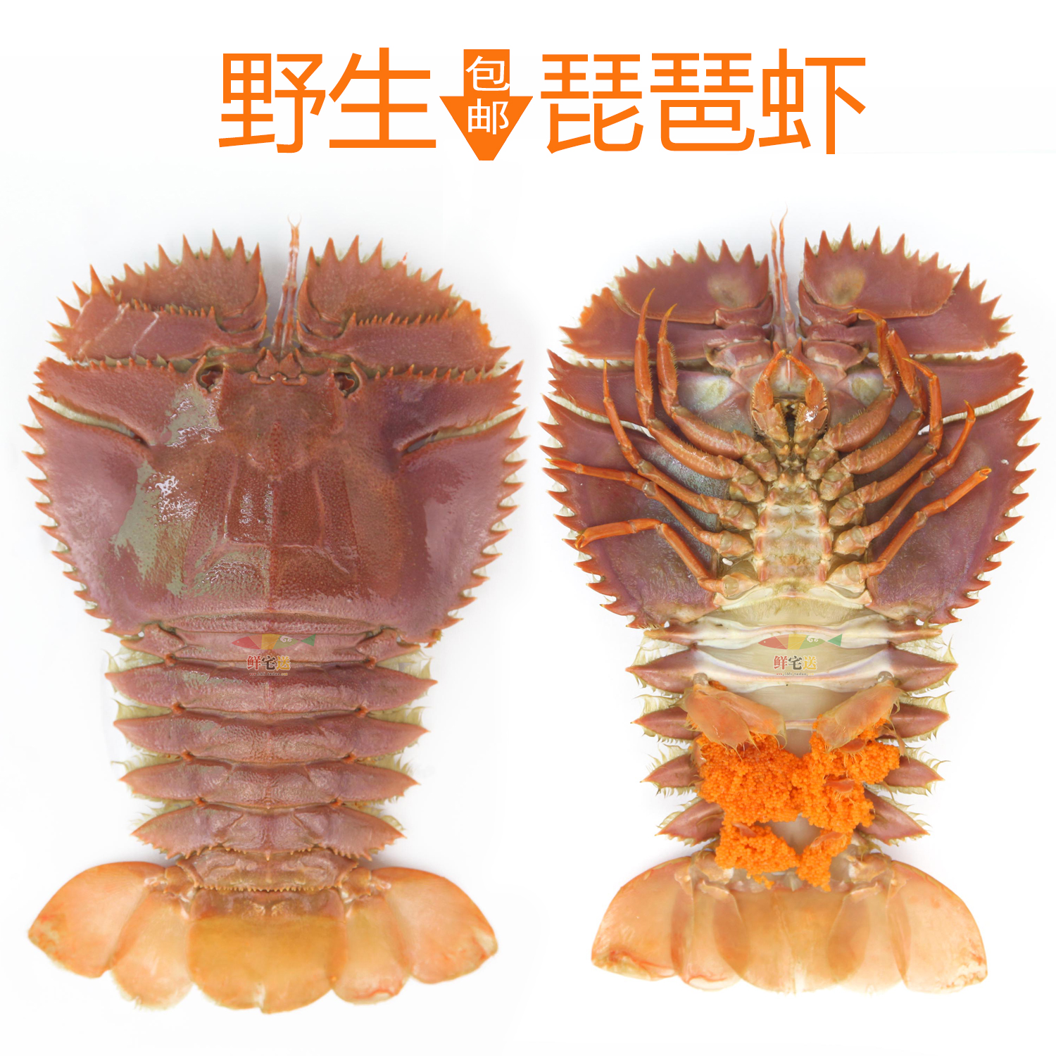 【特色海鲜】台湾海域水产琵琶虾 虾蛄 九齿扇虾 80元/斤顺丰包邮_7折