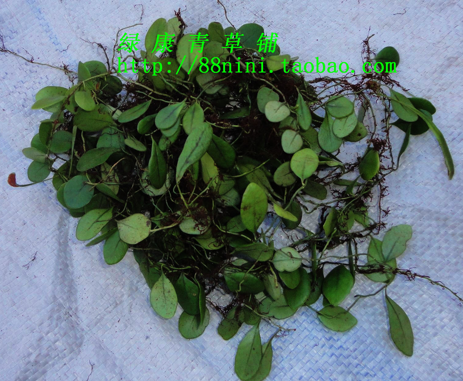 中药材 野生新鲜抱石莲 抱石草石瓜子抱树莲飞连草 金龟藤 煲汤料