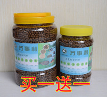 Young turtle opening grain small turtle food feed turtle grass grass tortoise grain small Brazilian tortoise stone golden money turtle snapping turtle material