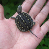 2021 Green Line Grass Turtle Fry Living Animal Flowers Weed Hybrid Turtle Gold Thread Turtle Outside Pond Turtle Fry small turtle