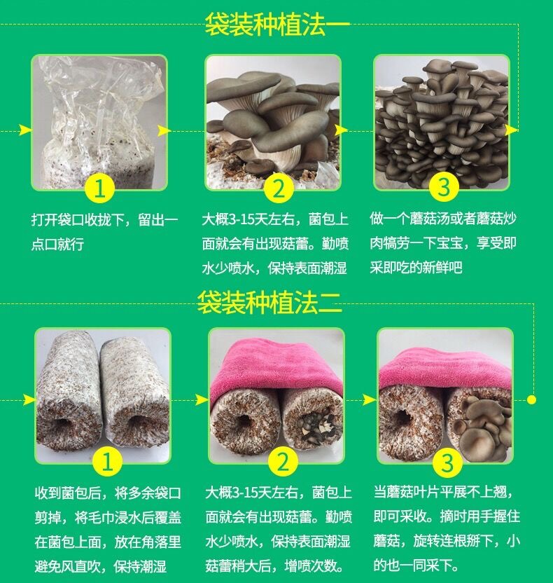 食用蘑菇种植包 菌包种室内盆栽diy儿童学校家庭自种白平菇秀珍菇