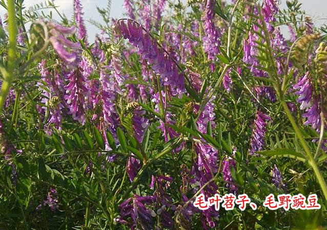 毛叶苕子,冬苕子,冬巢菜,冬箭筈豌豆,蓝花草毛野豌豆绿肥包邮