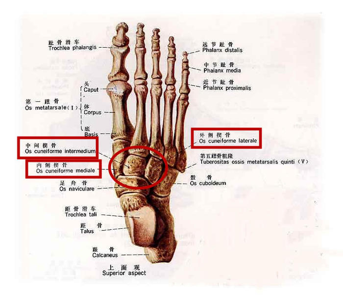我们亚洲人的脚型问题主要集中在内外两侧的楔骨上,因此在穿一体式