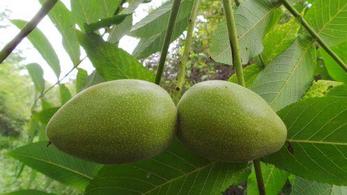 东北野生长白山核桃皮外皮青龙衣青核桃皮山核桃皮绿皮核桃免打粉